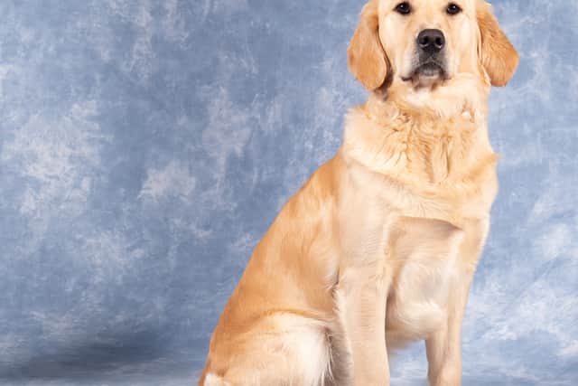 Guide dog mum Millie, one of the mums Sandra Boden gave a permanent home to. Picture: Guide Dogs