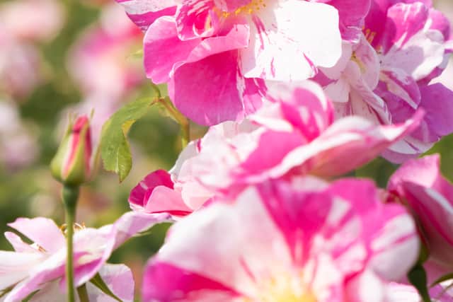 The King's Rose.
