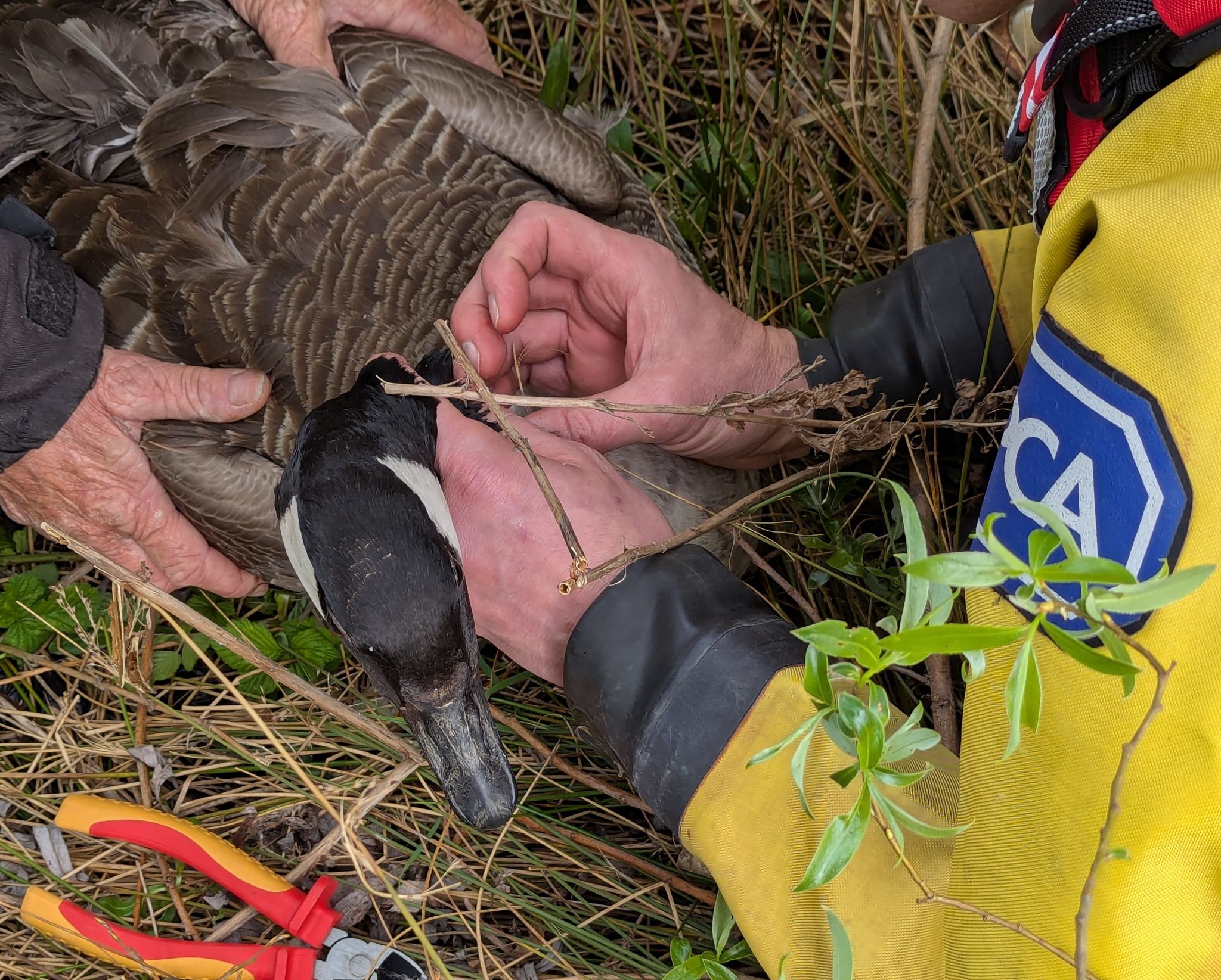RSPCA officers and Swan Watch team rescue goose with painful hook ...