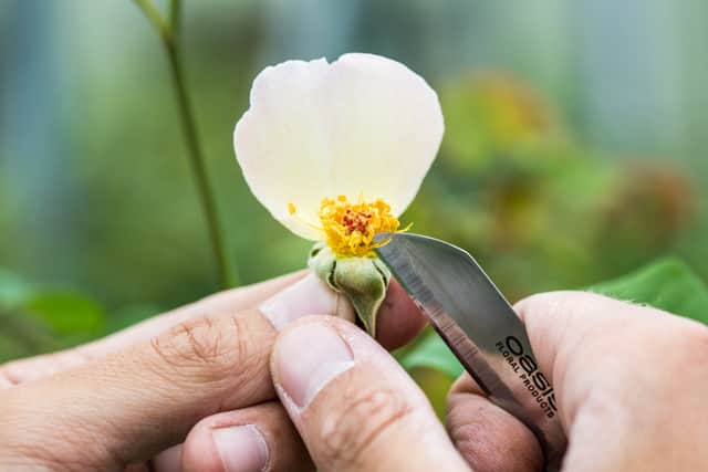 The breeding process at David Austin Roses.