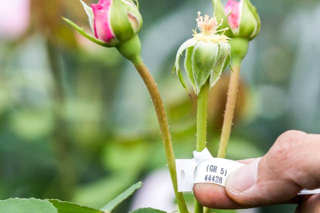 The breeding process at David Austin Roses
