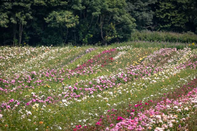 The growing fields at David Austin Roses.