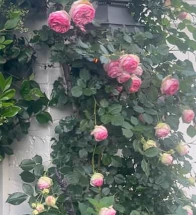 Roses in Embeth Jean Davidtz's garden