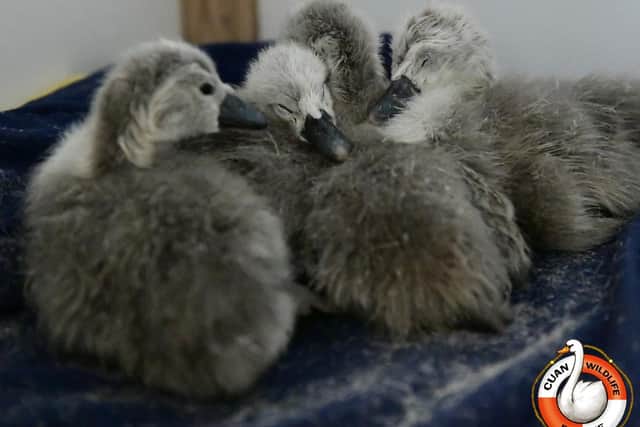 Photo: Cuan Wildlife Rescue