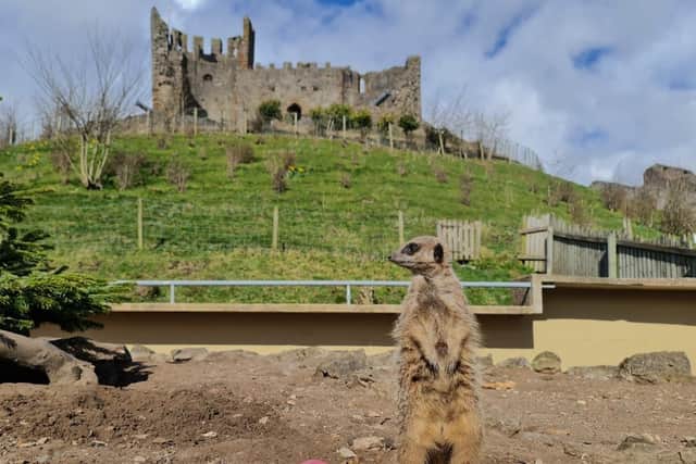 Dudley Zoo and Castle also doubles as a zoo