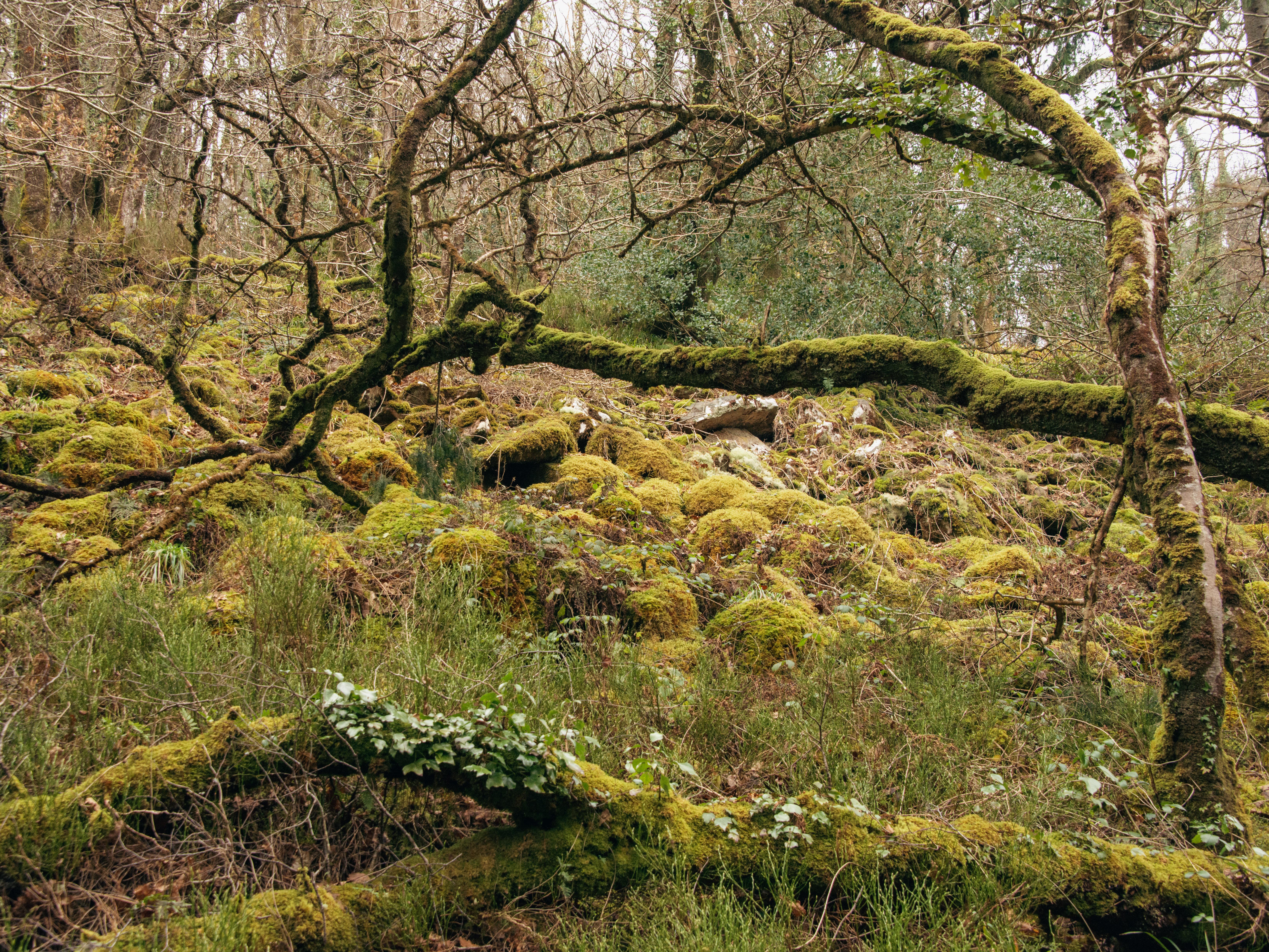 Appealing Rare Appeal launched to help buy and restore swathe of rare temperate rainforest
