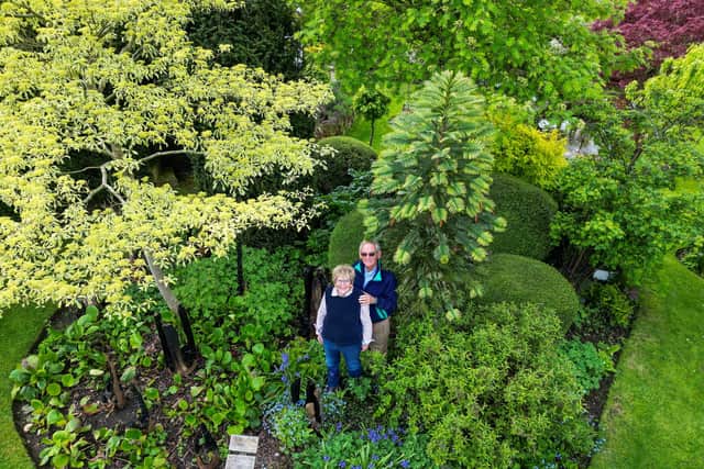 Pamela and Alistair Thompson from Wichenford with their Wollemi pine.