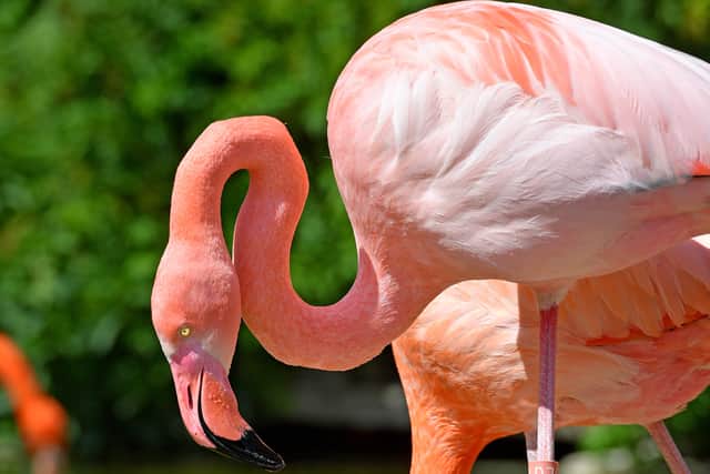 The animals also enjoyed the weather at Dudley Zoo and Castle at the weekend