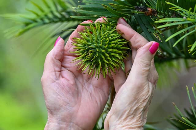 The 'dinosaur tree' has borne fruit for the first time this year.
