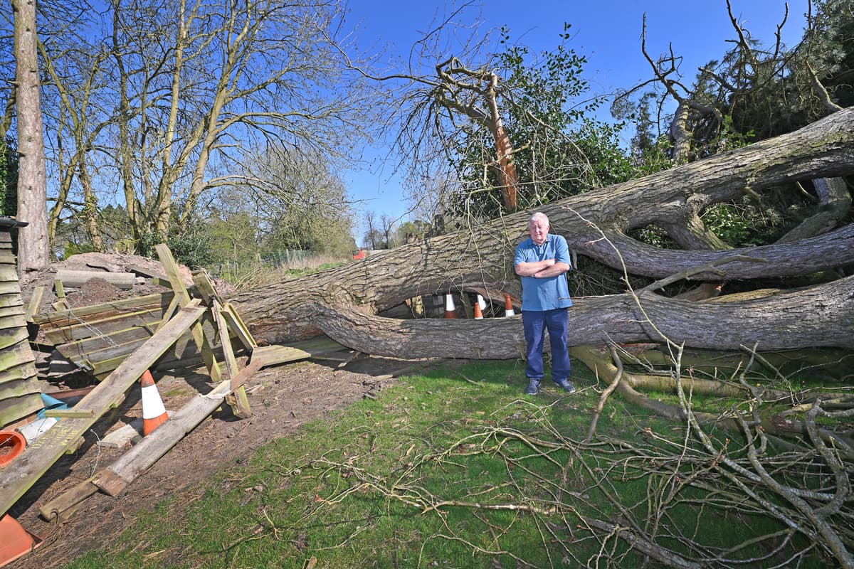 Tree Is Stuck 'This thing is stuck there' - Tree remains in gardens of homes near ...