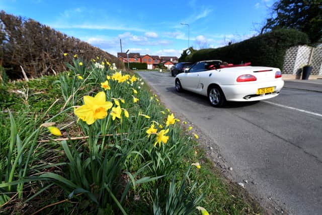 Daffodils in bloom against the sunny skies of Wombourne