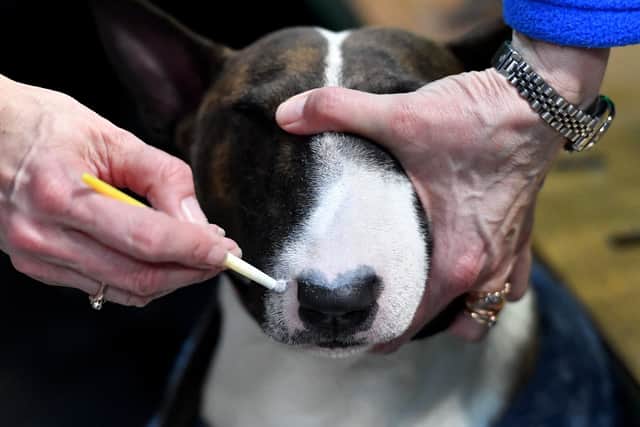 SANDWELL COPYRIGHT NATIONAL WORLD  TIM THURSFIELD -06/03/25First day of Crufts at NEC, Birmingham.