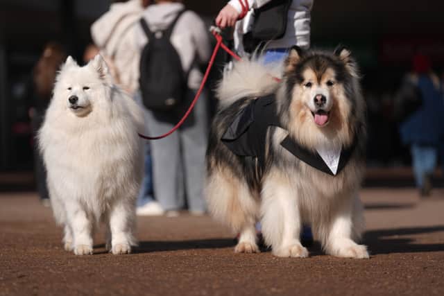 Dogs and owners arrive on the first day of the Crufts Dog Show at the National Exhibition Centre (NEC) in Birmingham. Picture date: Thursday March 6, 2025. PA Photo. See PA story ANIMALS Crufts. Photo credit should read: Joe Giddens/PA Wire