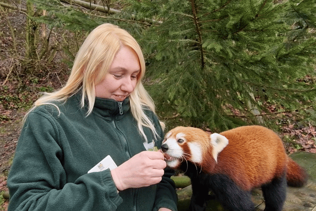 Watch: Meet Dudley Zoo's most popular panda, Ember - and her future hubby
