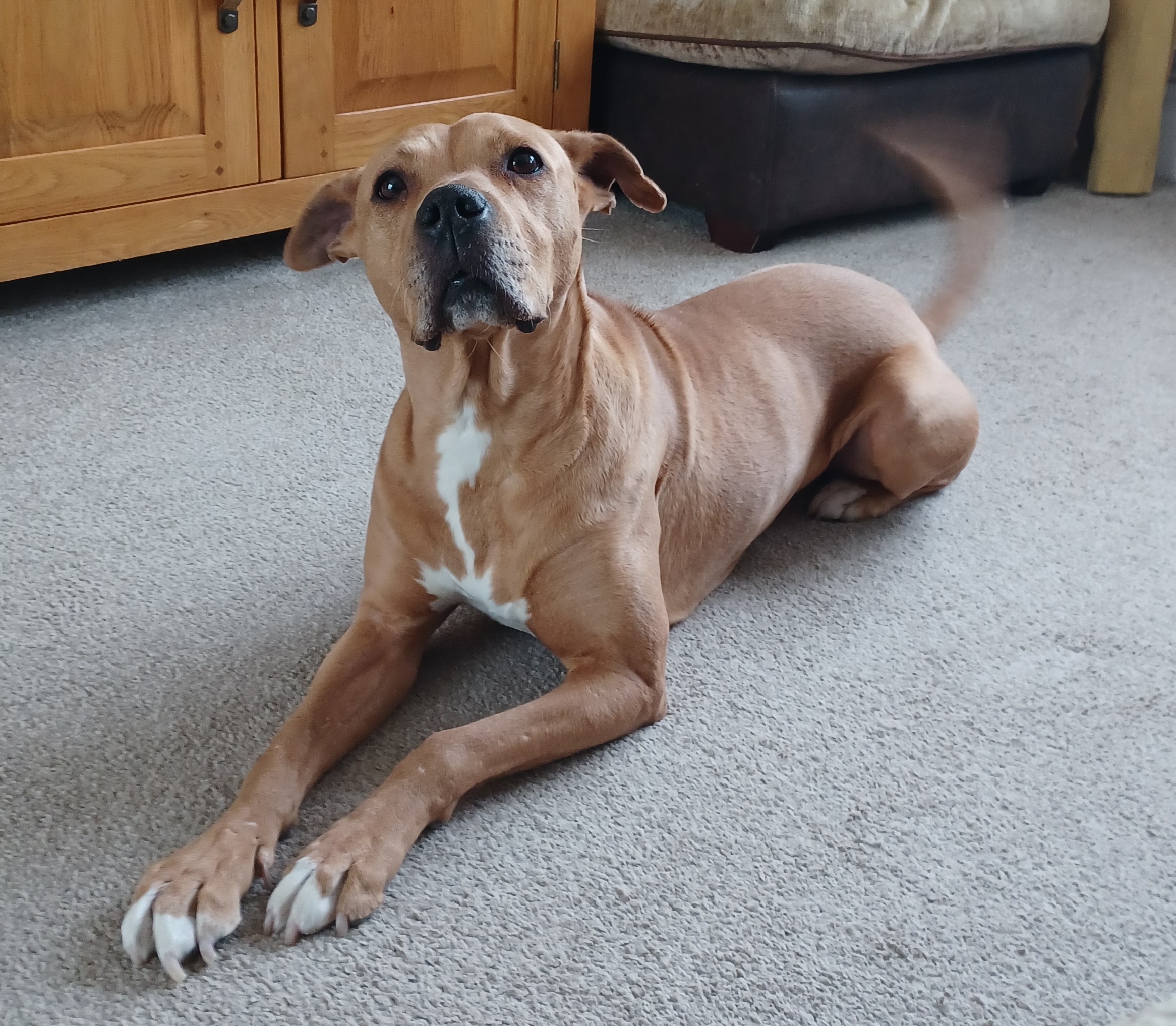 A bad case of tinsel-itis: Wolverhampton dog has emergency surgery ...