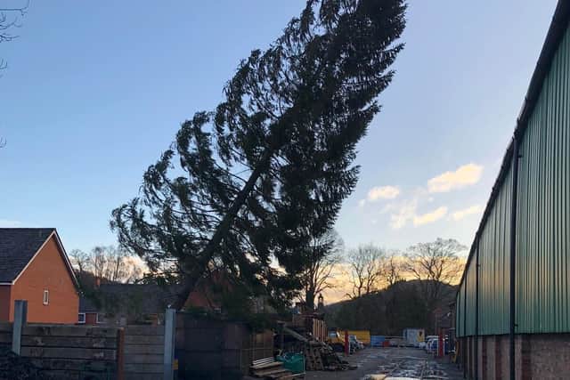 Fallen trees disrupted the railway.