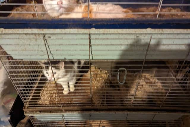 A number of cats were found to have been stuffed into Guinea pig cages, in some cases multiple cats were found in one cage
