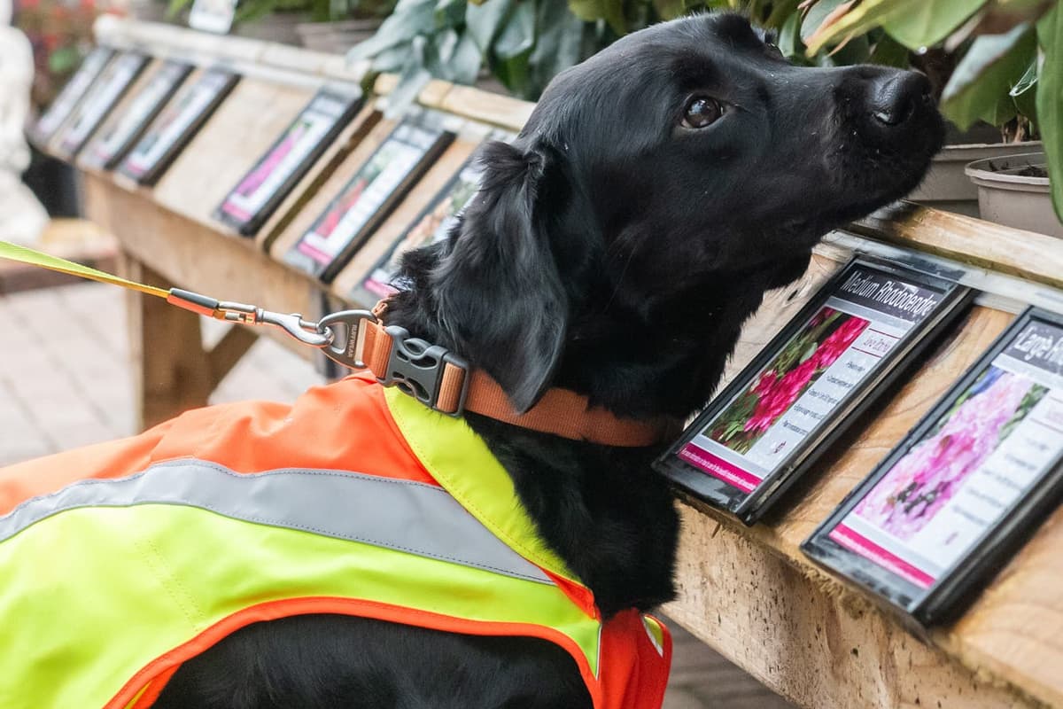 Detect Dog Sniffer dog trained to detect tree disease in ‘groundbreaking’ project
