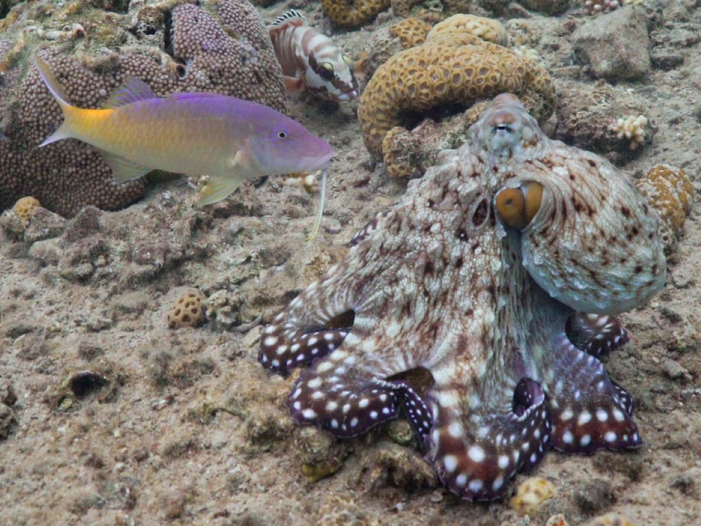Octopuses and fish hunt together, taking it in turns to lead – study