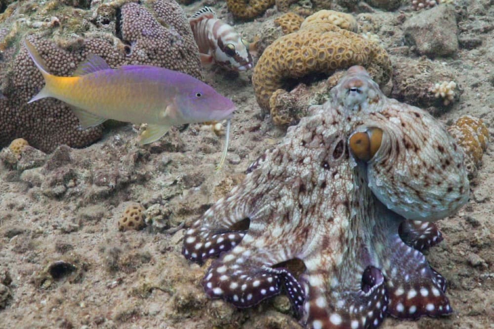 Static Octopus Octopuses and fish hunt together, taking it in turns to lead – study