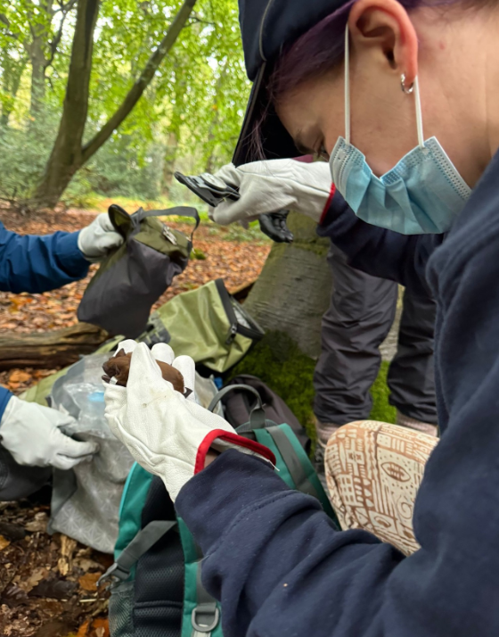 Bat conservation efforts helping our flying furry friends overcome ...