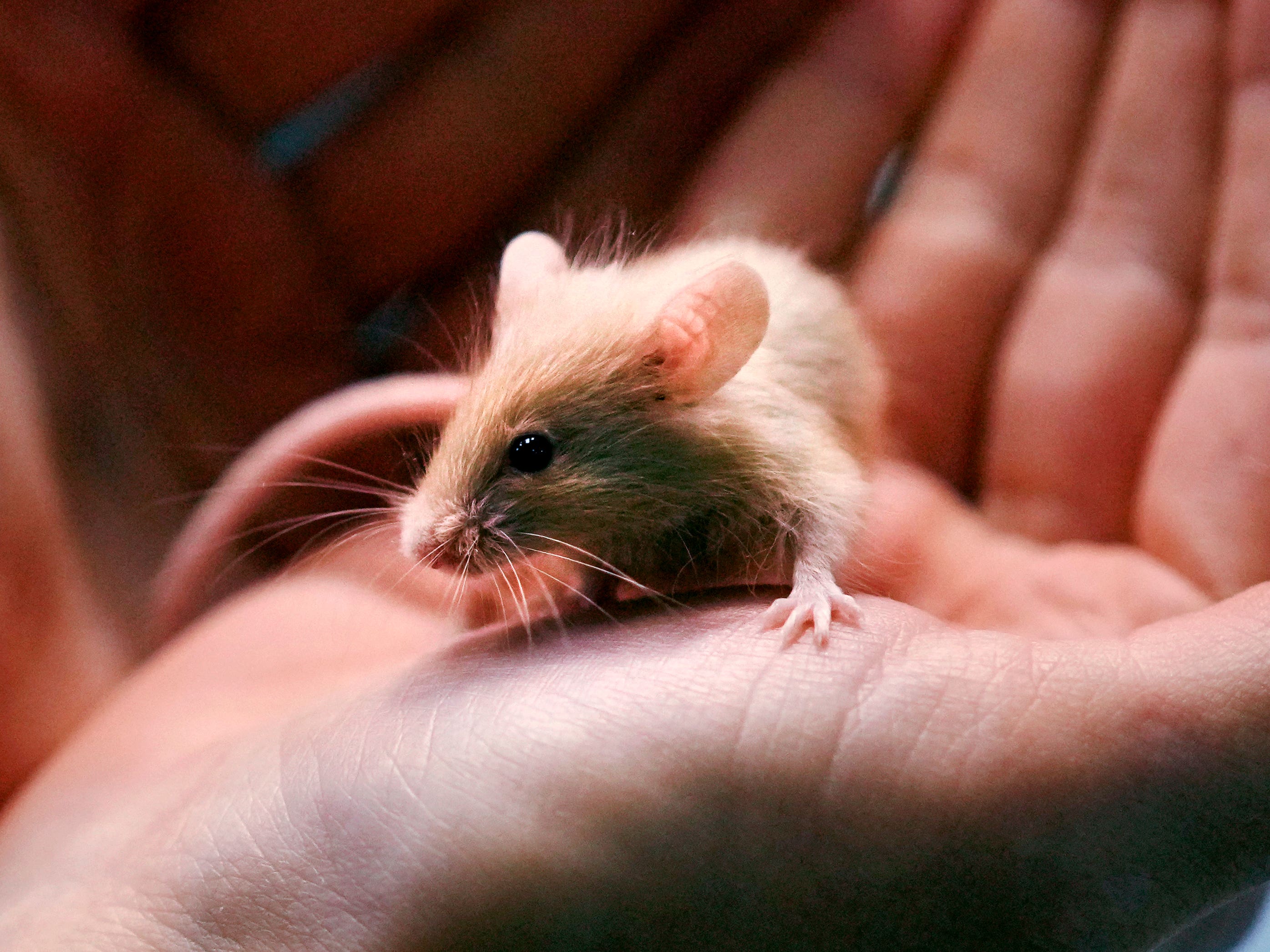 Multiplying mice give animal shelter a great big headache