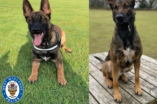 Police dog Riot helped sniff out the suspect. Photo: West Midlands Police