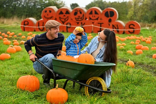 In 2023, visitors to Forge Mill Farm's pumpkin picking included David Kailo Barbu, then aged three, with Andrei Barbu and Diana Barbu.