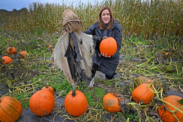 Pumpkin picking is also available at Canalside Farm, Shop and Cafe in Great Haywood, Stafford