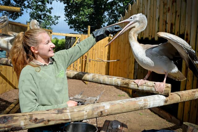 Wild Zoo at Halfpenny Green is offering a deal