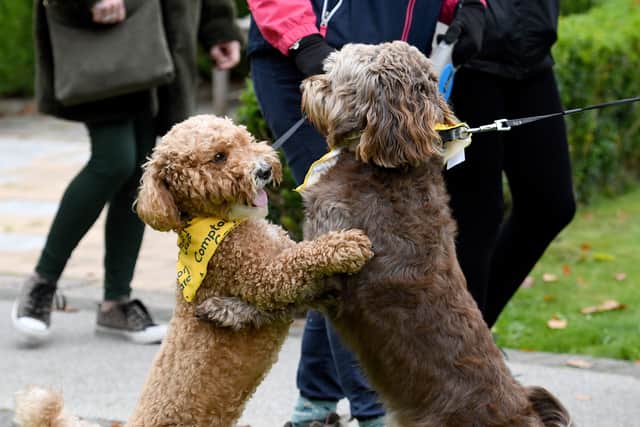 Dogs were welcome on the Walk for Compton