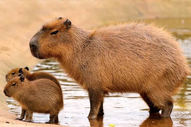 Capybaras come from South America and are the world's largest species of rodent