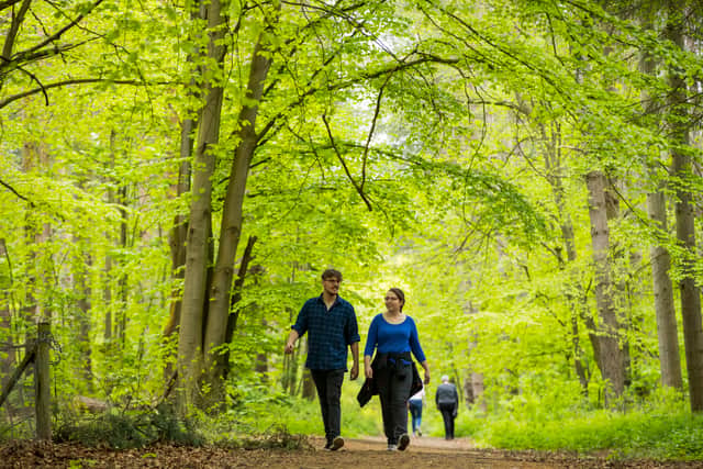 Exploring Comer Woods at Dudmaston, Shropshire