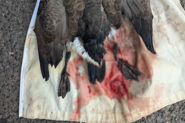 The goose later died after it was rescued by officers at the RSPCA