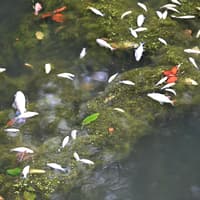Company charged over Walsall Canal chemical spillage