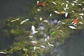 Dead fish have been spotted floating in the canals in Walsall
