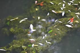 Dead fish have been spotted floating in the canals in Walsall