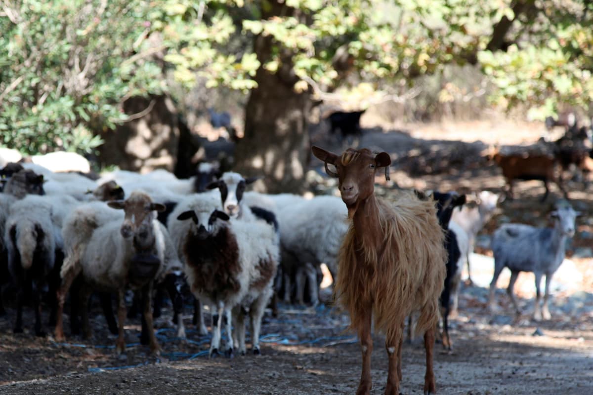 Goat Restriction Greece announces nationwide restrictions to combat ‘goat plague’ outbreak