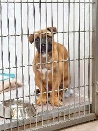 Loki was rescued by the RSPCA after he suffered cruelty at the hand of his former owner
