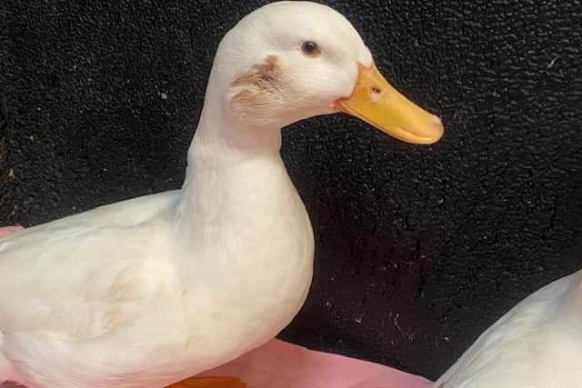 This duck suffered an air gun injury to its head