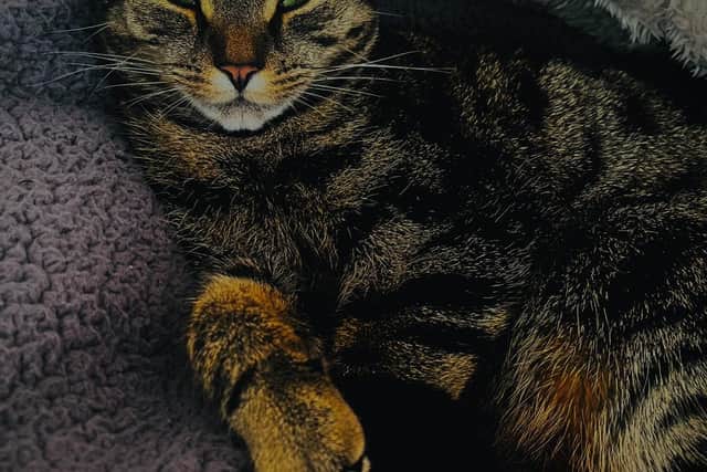 Narla the cat was shot