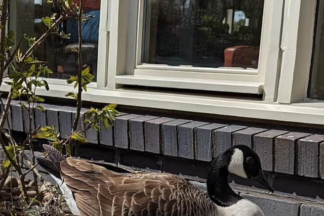 Witnesses reported seeing a Canada goose being kicked in the head