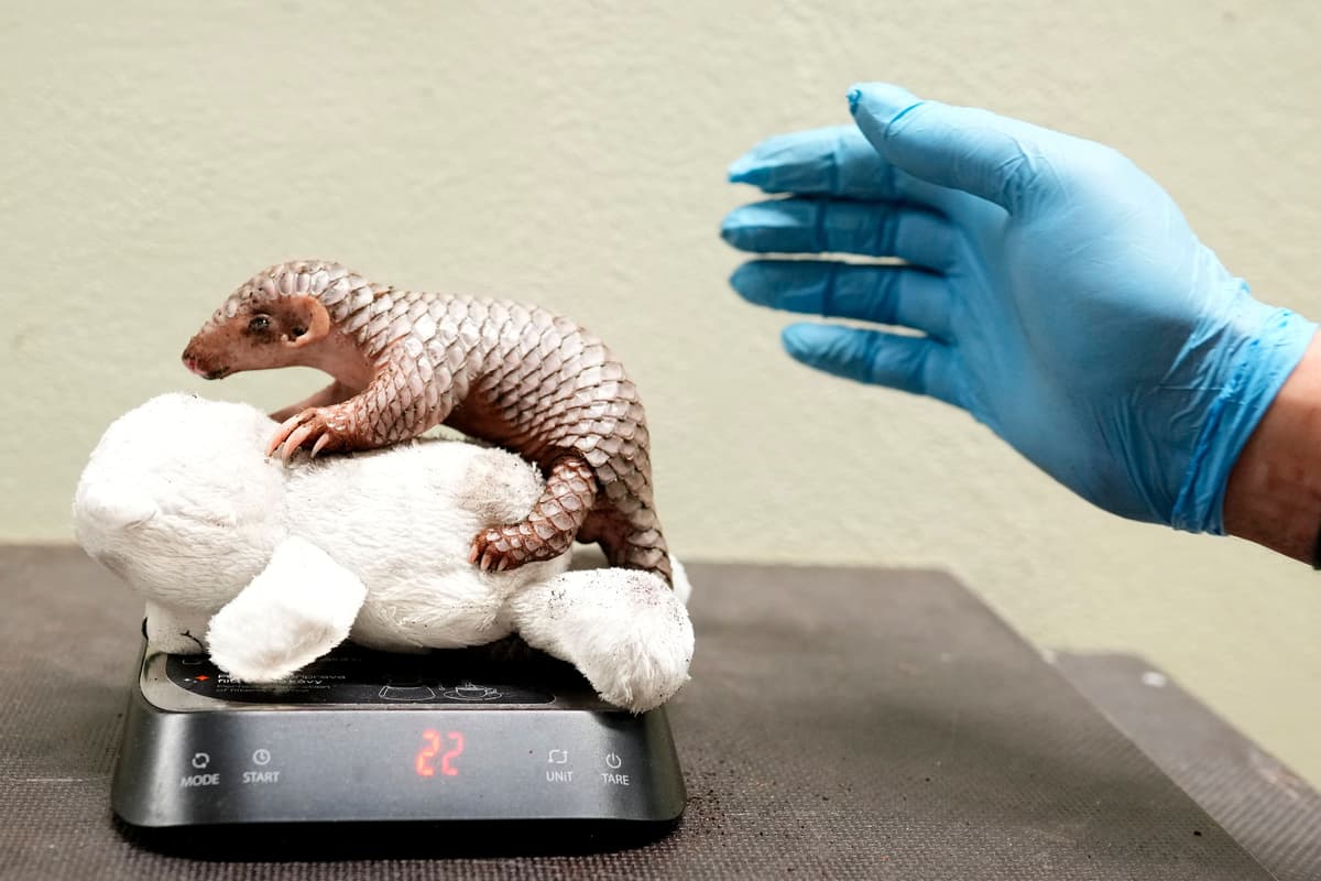 Pangolin Smart Prague Zoo celebrates birth of second critically endangered Chinese ...