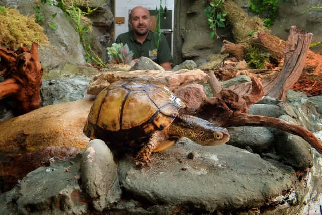 Curator Richard Brown with the zoo's coachullan box Turtles Mel and Steve