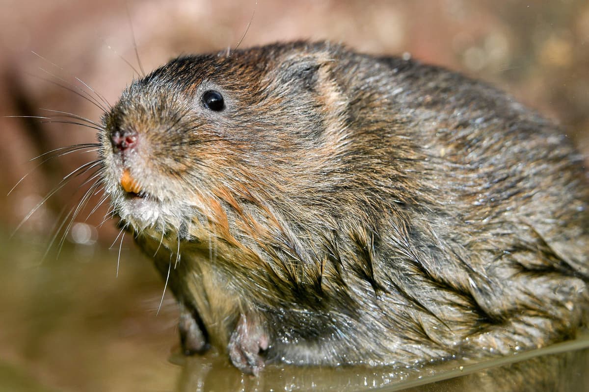 Engared Water Beavers pave way for return of endangered water voles to Scottish ...