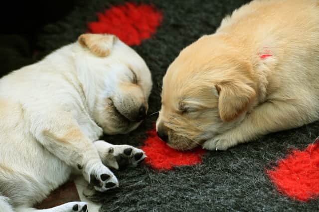 Two of the puppies get some sleep before the work begin to train them as potential guide dogs