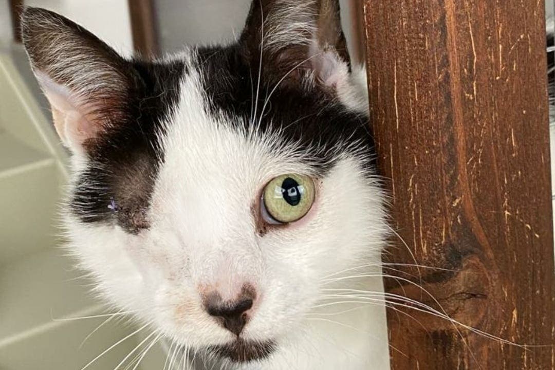 Appealing Rare Appeal for adoption of ‘rare’ intersex kitten found in Northern Ireland