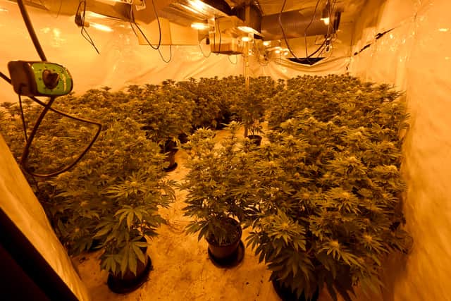 Meta Alban was living in the unit at Bilston's Reliance Trading Estate, Livingstone Road, and tending to 681 plants which had a street value of £252,000