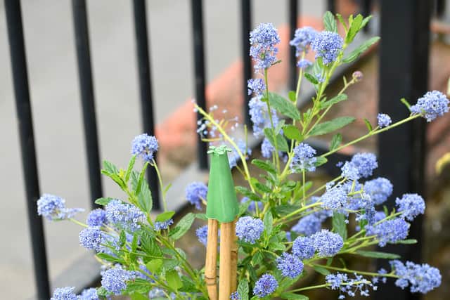 The project has turned an overgrown mess into a living garden