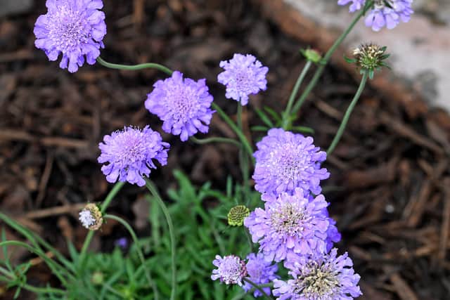 Flowers have begun to bloom in the garden